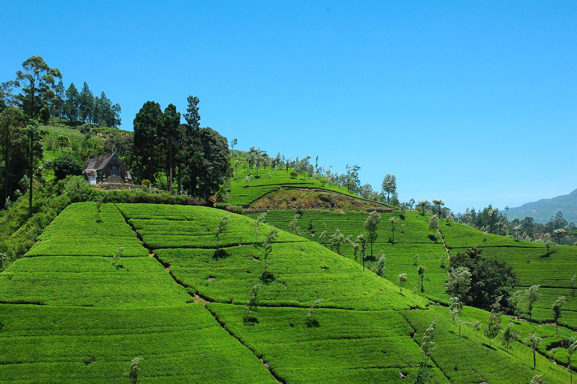 Emerald Trails of Sri Lanka
